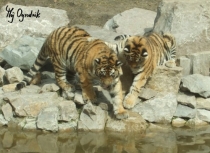 Młode tygryski amurskie