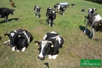 Krowy powodem misji klimatycznych