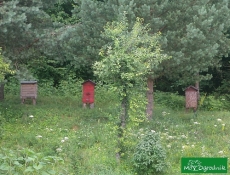 Gospodarstwa pszczelarskie na Podlasiu