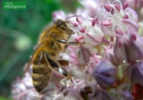 Zwab pszczoły na czosnek 