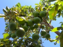 Owoce avocado (awokado) na drzewie
