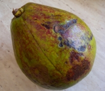 Dojrzały owoc avokado