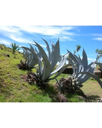 Muzeum kaktusów na karaibskich Les Saintes
