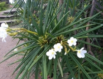 Oleander może rosnąć w Polsce
