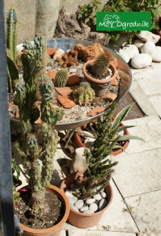 Kompozycja z kaktusów