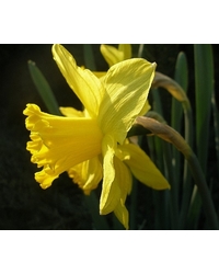 Świeży powiew wiosny w intensywnych żółtych kolorach