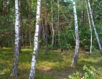 Młody las w rezerwacie Jabłonna