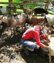 Anna Krasucka podczas nauki dojenia kozy