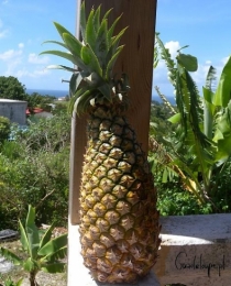 Duże i dojrzałe ananasy w tropikach