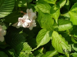 Weigela floribunda -krzewuszka cudowna